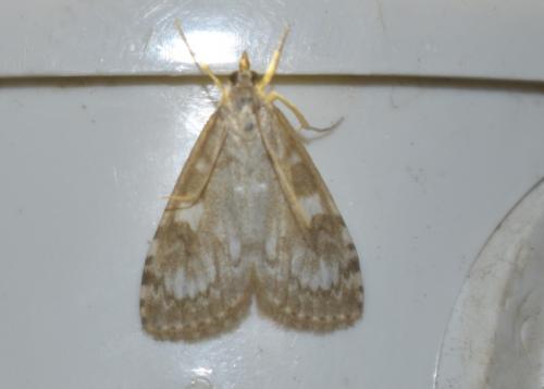 Réf. 347 167 : Udea olivalis